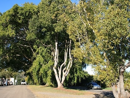 Anzac Avenue Memorial Trees