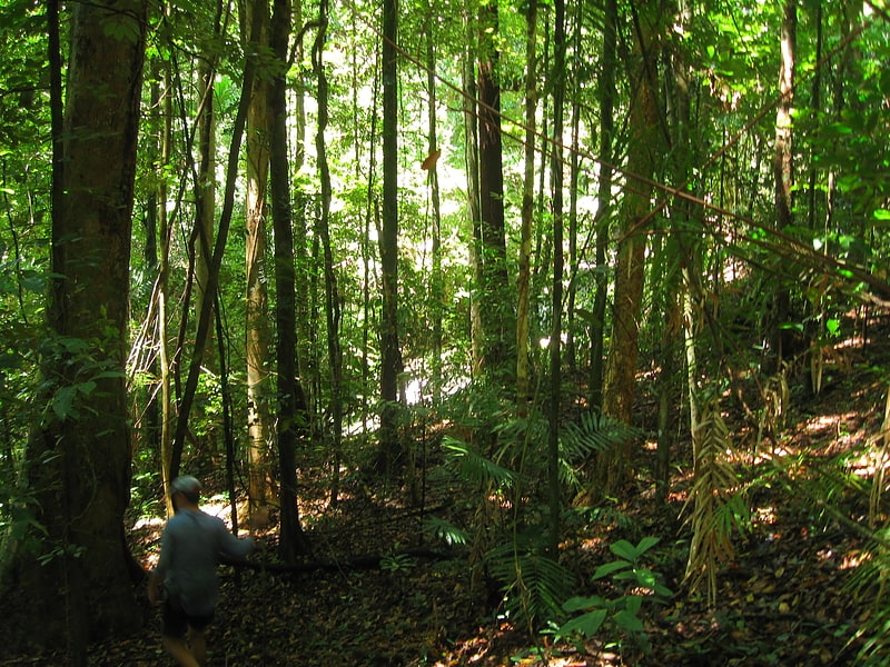 daintree rainforest park narodowy daintree