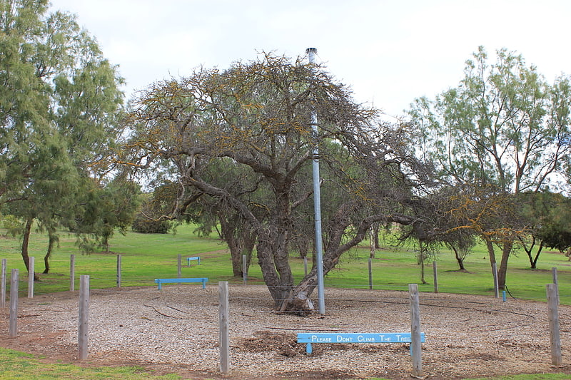 old mulberry tree ile kangourou