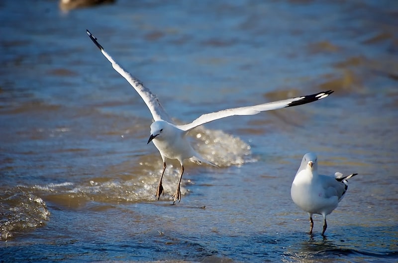 Troubridge Island Conservation Park