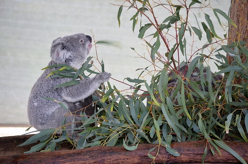 cohunu koala park byford