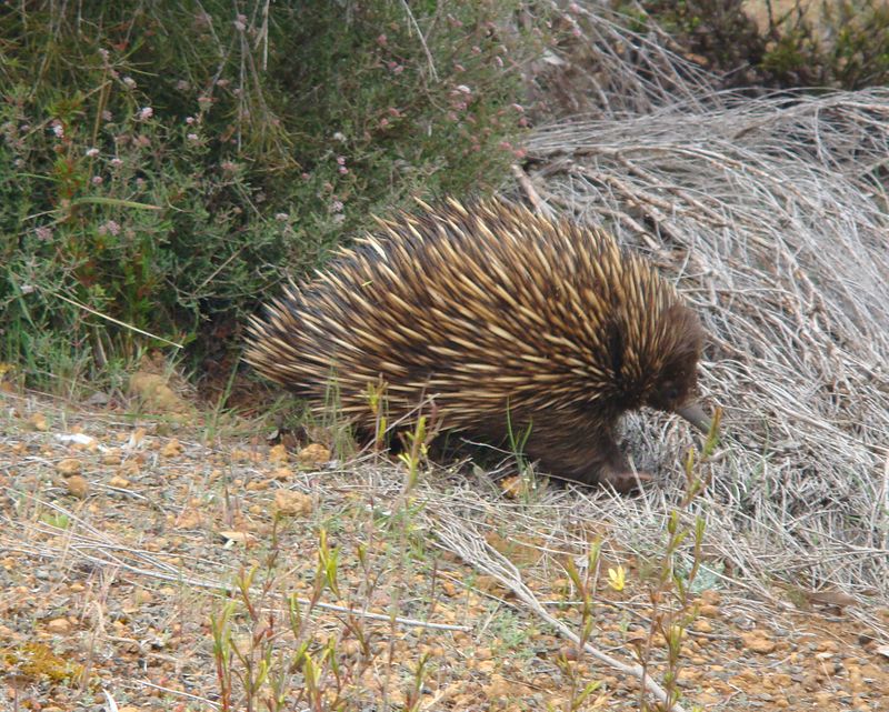 Kangaroo Island