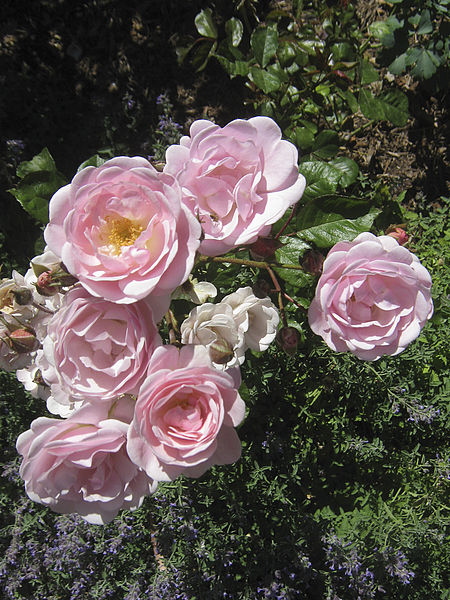 Alister Clark Memorial Rose Garden
