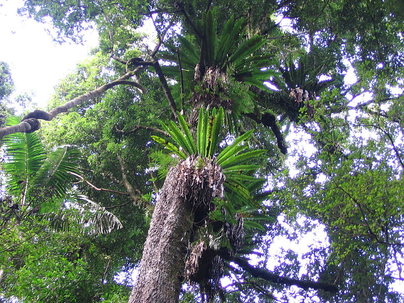 Parque nacional Cadena Principal