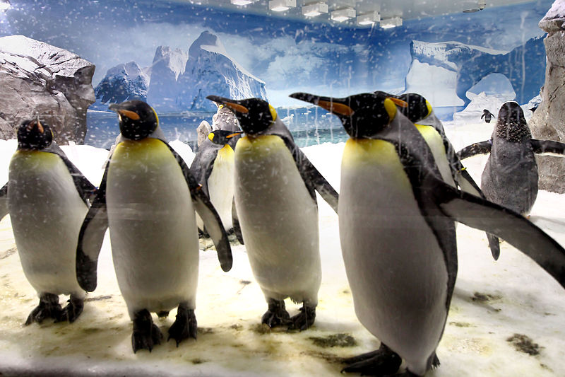 Penguin Encounter