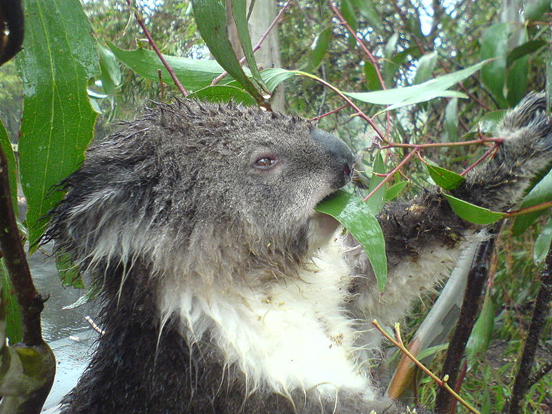 Mount Macedon