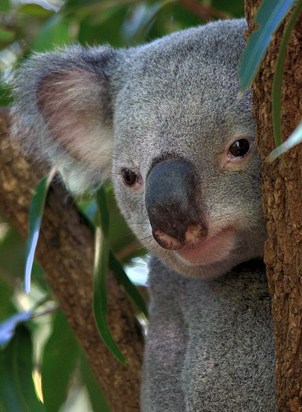 Lone Pine Koala Sanctuary