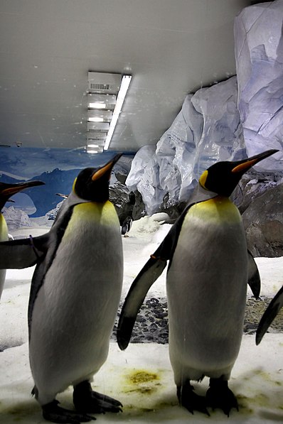 Penguin Encounter