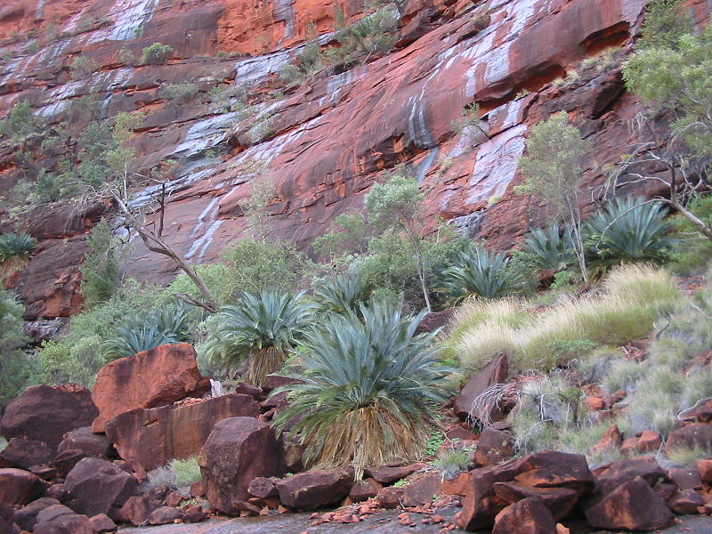 Palm Valley