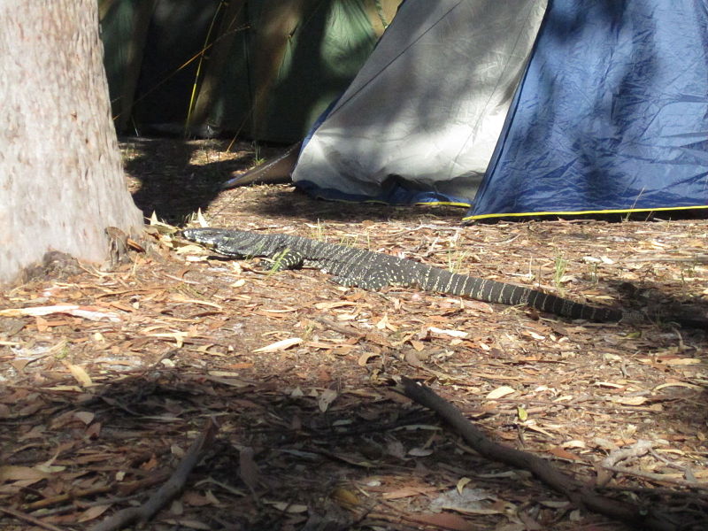 Parque nacional Lagos Myall