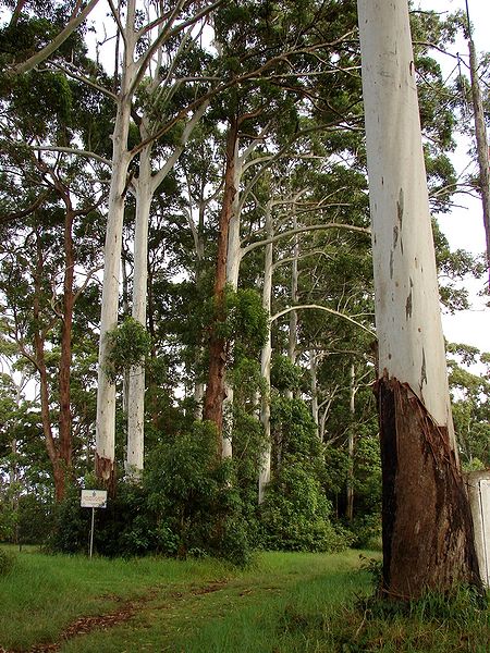 Tamborine-Nationalpark