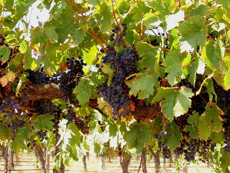 Vignoble de la Barossa Valley
