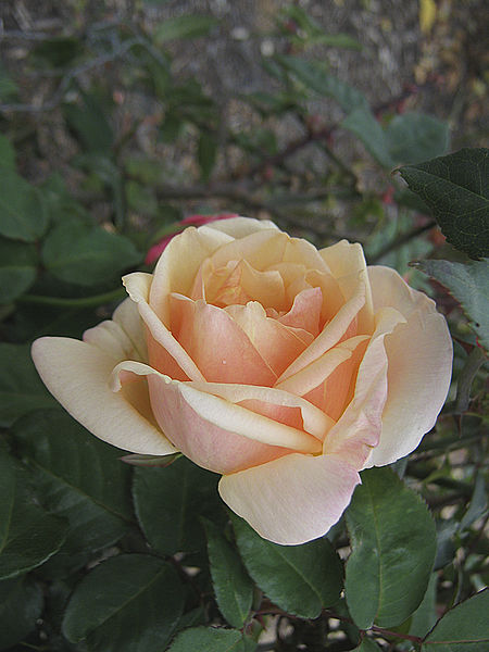 Alister Clark Memorial Rose Garden