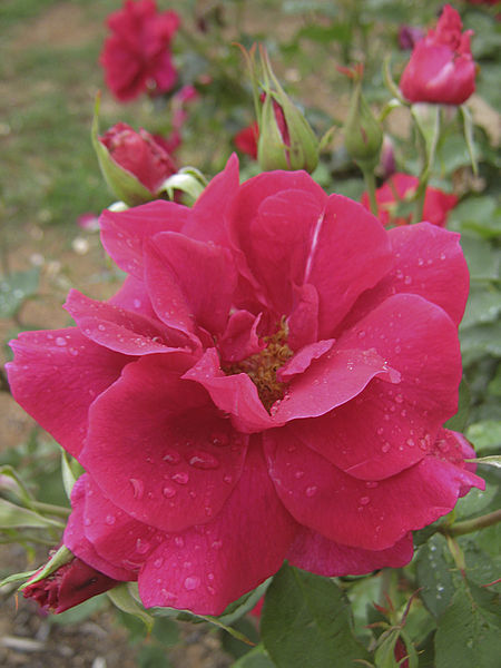 Nieuwesteeg Heritage Rose Garden
