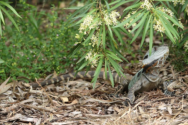 Jardín botánico nacional de Australia