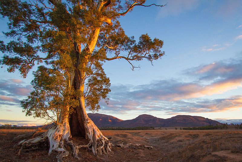 Cazneaux Tree