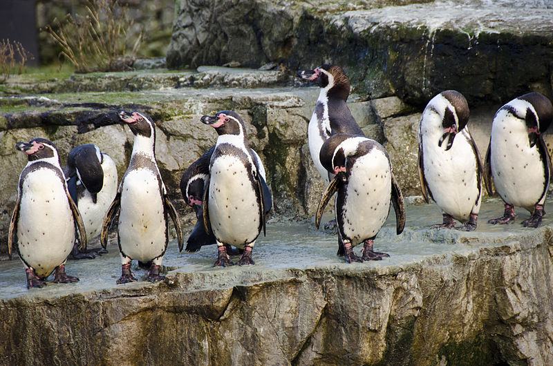 WILD LIFE Sydney Zoo