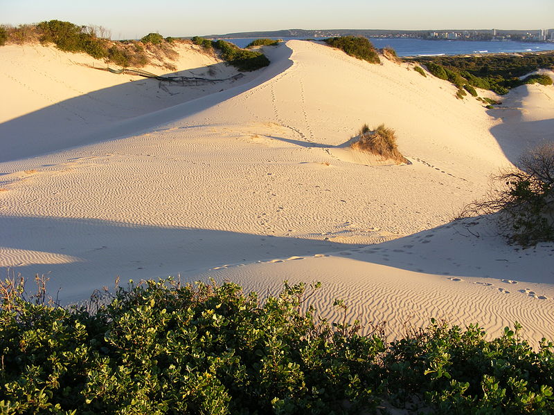 Cronulla sand dunes