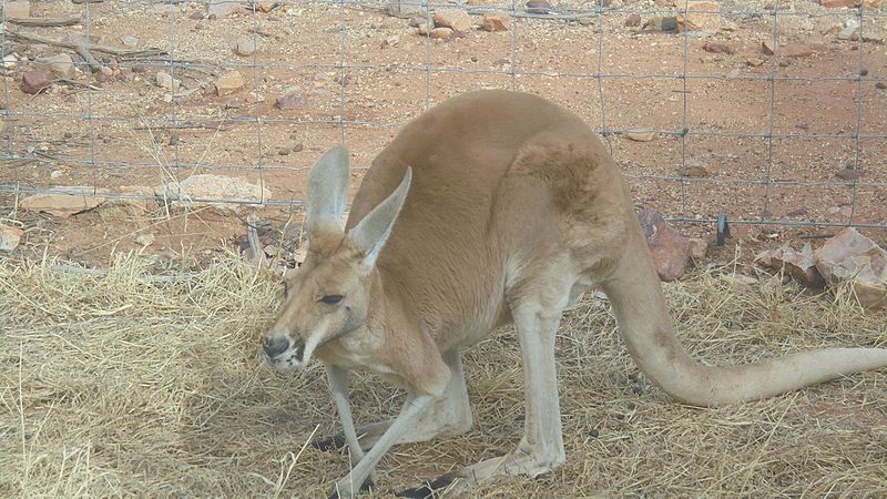 Alice Springs Desert Park