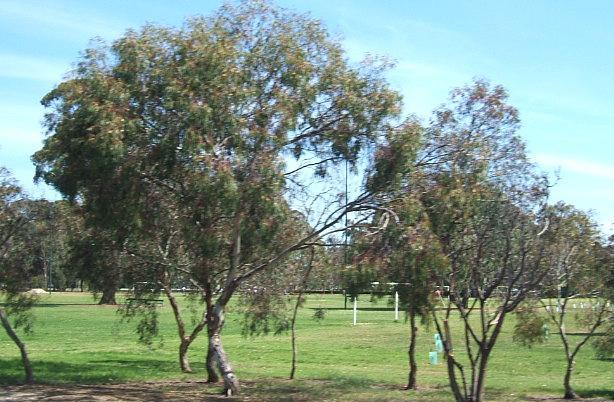 Adelaide Park Lands