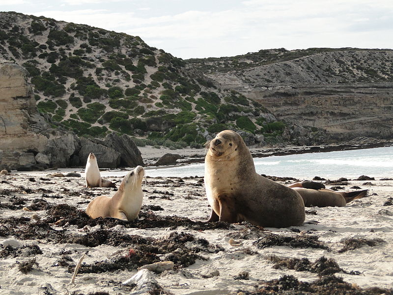 Park Chroniony Seal Bay