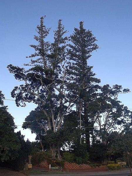 Norfolk Island Pine Trees