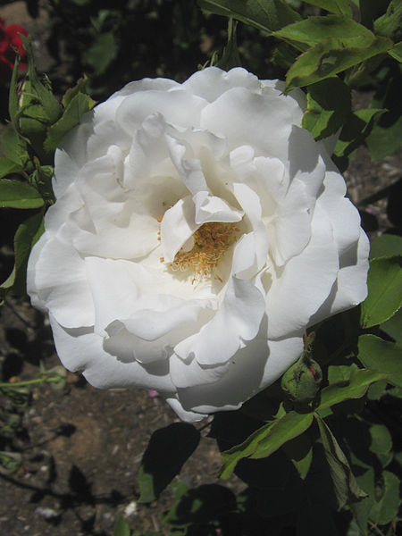 Nieuwesteeg Heritage Rose Garden