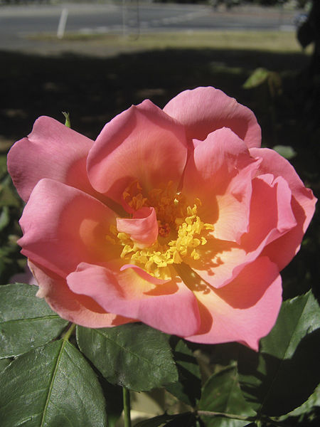 Alister Clark Memorial Rose Garden