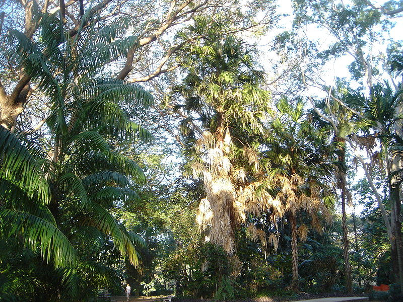 The Palmetum