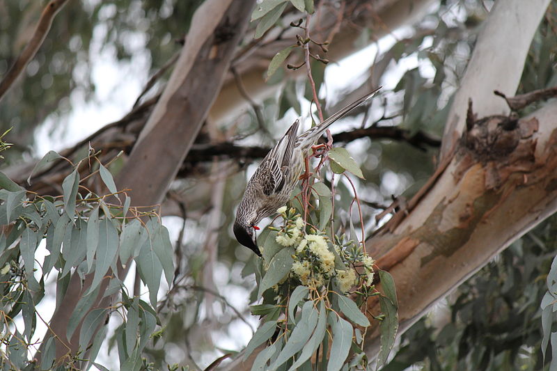 Urrbrae Wetland