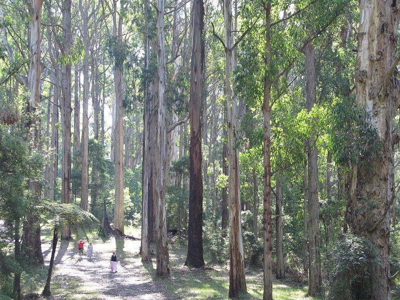 Góry Dandenong