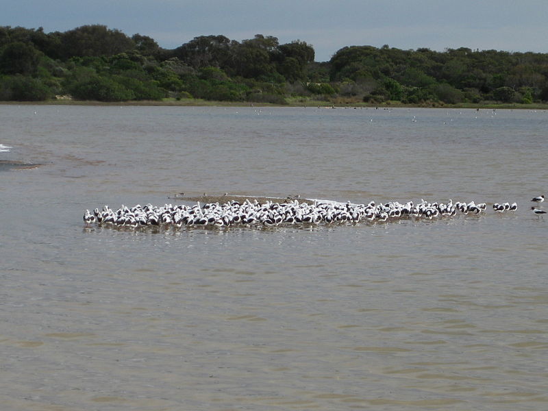 The Coorong
