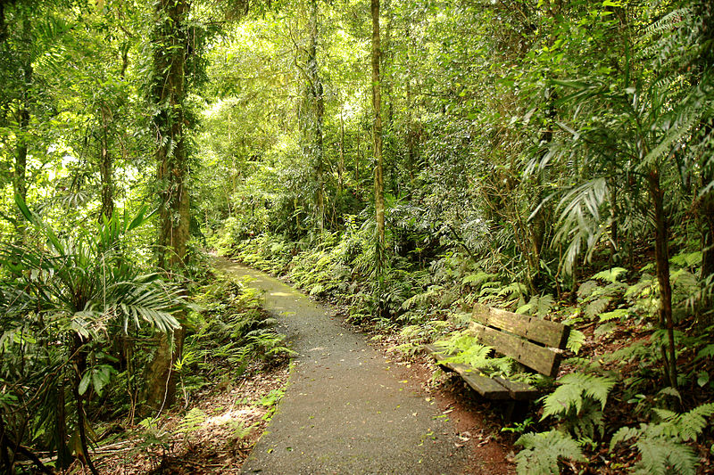 Dorrigo National Park