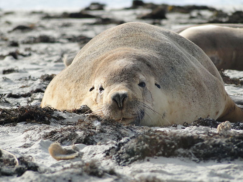 Parc de conservation de Seal Bay