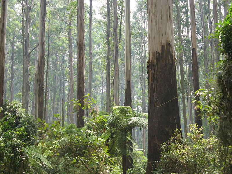 Dandenong Ranges