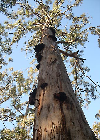 Porongurup-Nationalpark