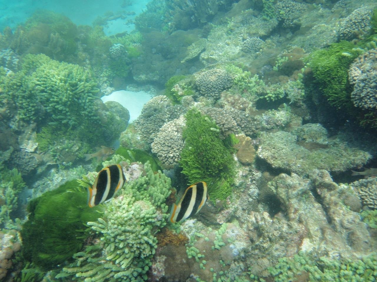 Lord Howe Island Marine Park, Australia