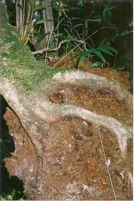 Park Narodowy South East Forests, Australia