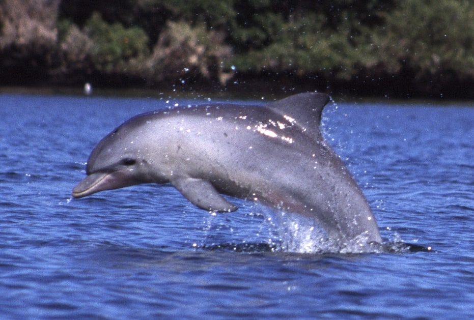 Adelaide Dolphin Sanctuary, Australia