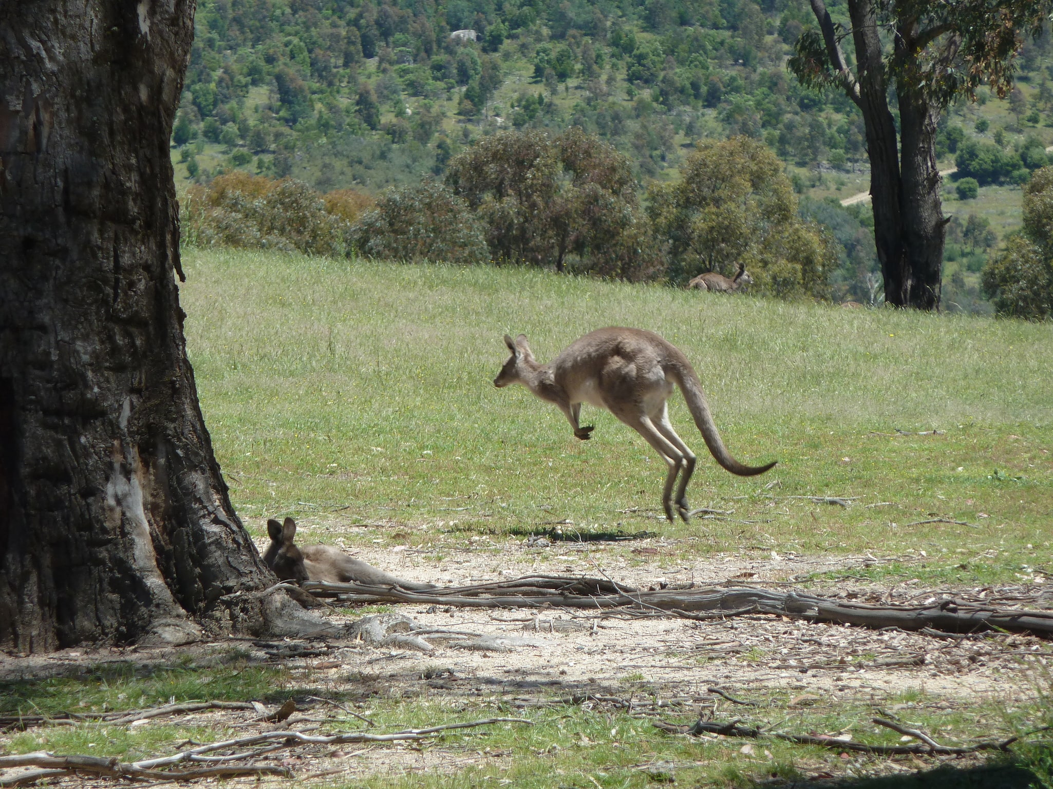 Tidbinbilla Nature Reserve, Australie