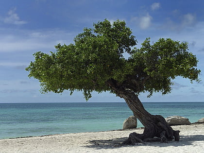 divi divi tree playa de eagle
