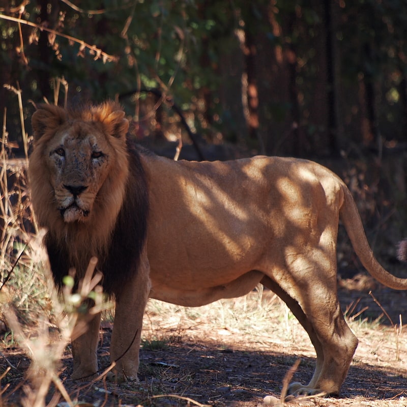 reserva estatal shirvan parque nacional shirvan