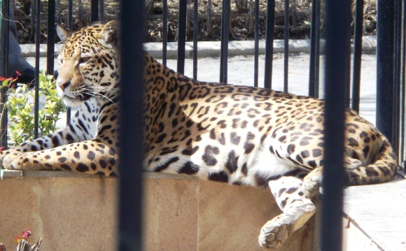 Parque zoológico de Bakú