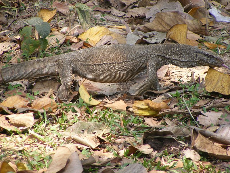 Park Narodowy Bhawal