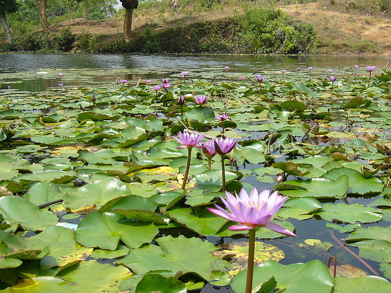Madhobpur Lake