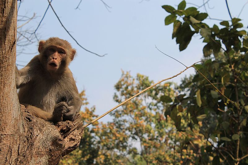 Bhawal National Park