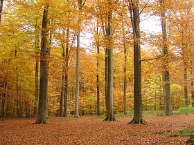 bosque de soignes bruselas