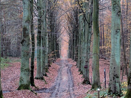 foret de meerdael