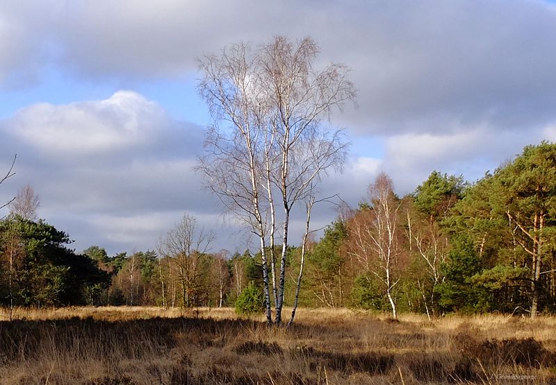 Grenzpark Kalmthoutse Heide