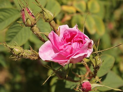Vallée des Roses